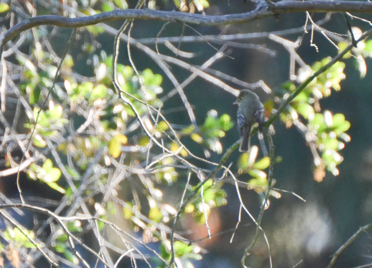 Western Flycatcher (Pacific-slope) - ML50823701