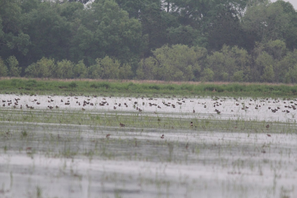 Green-winged Teal - Paul Micallef