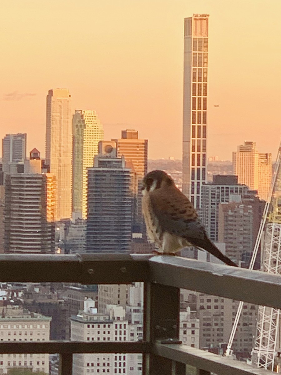 American Kestrel - Renee Lucier