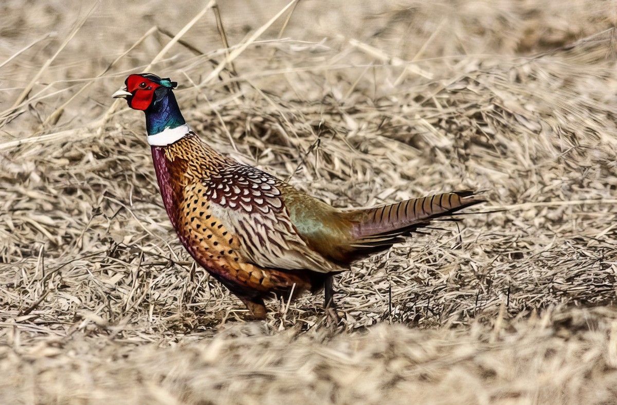 Ring-necked Pheasant - Nick Pulcinella