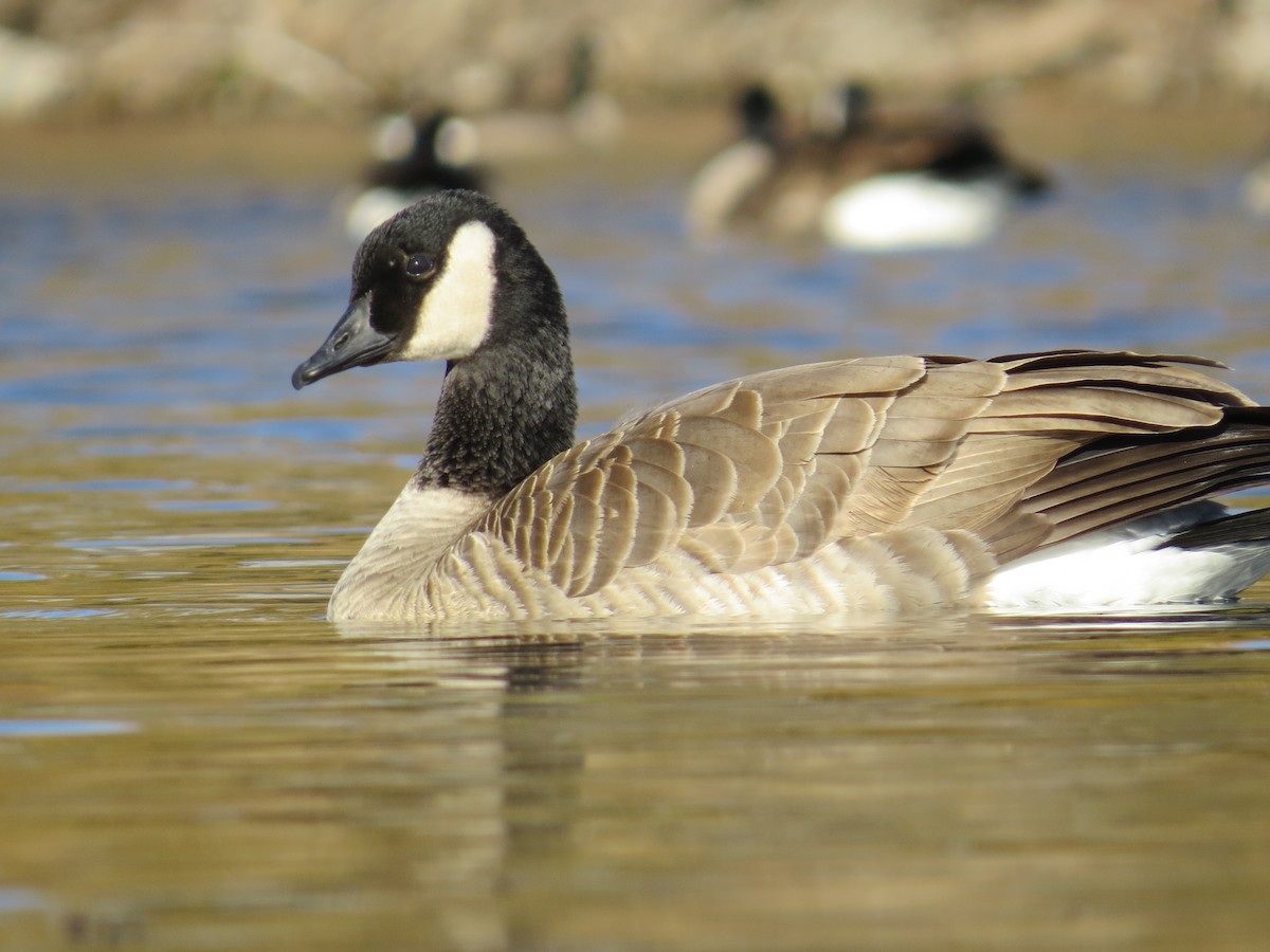 Canada Goose - Ian Hearn