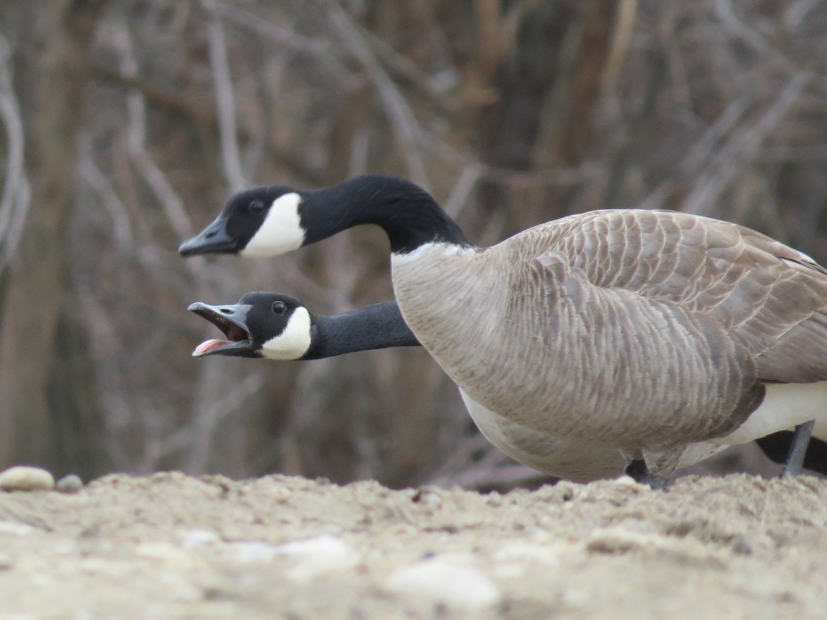 Canada Goose - ML50824101