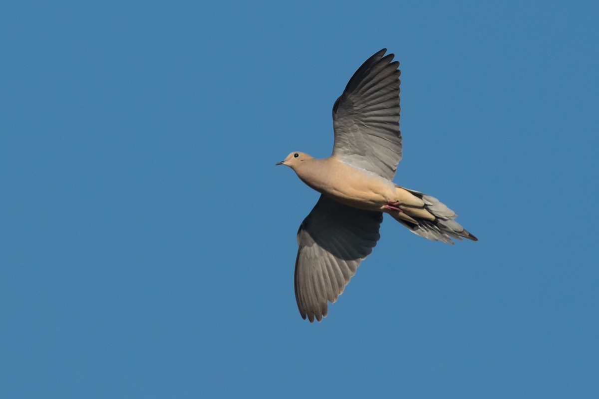 Mourning Dove - Nancy Christensen