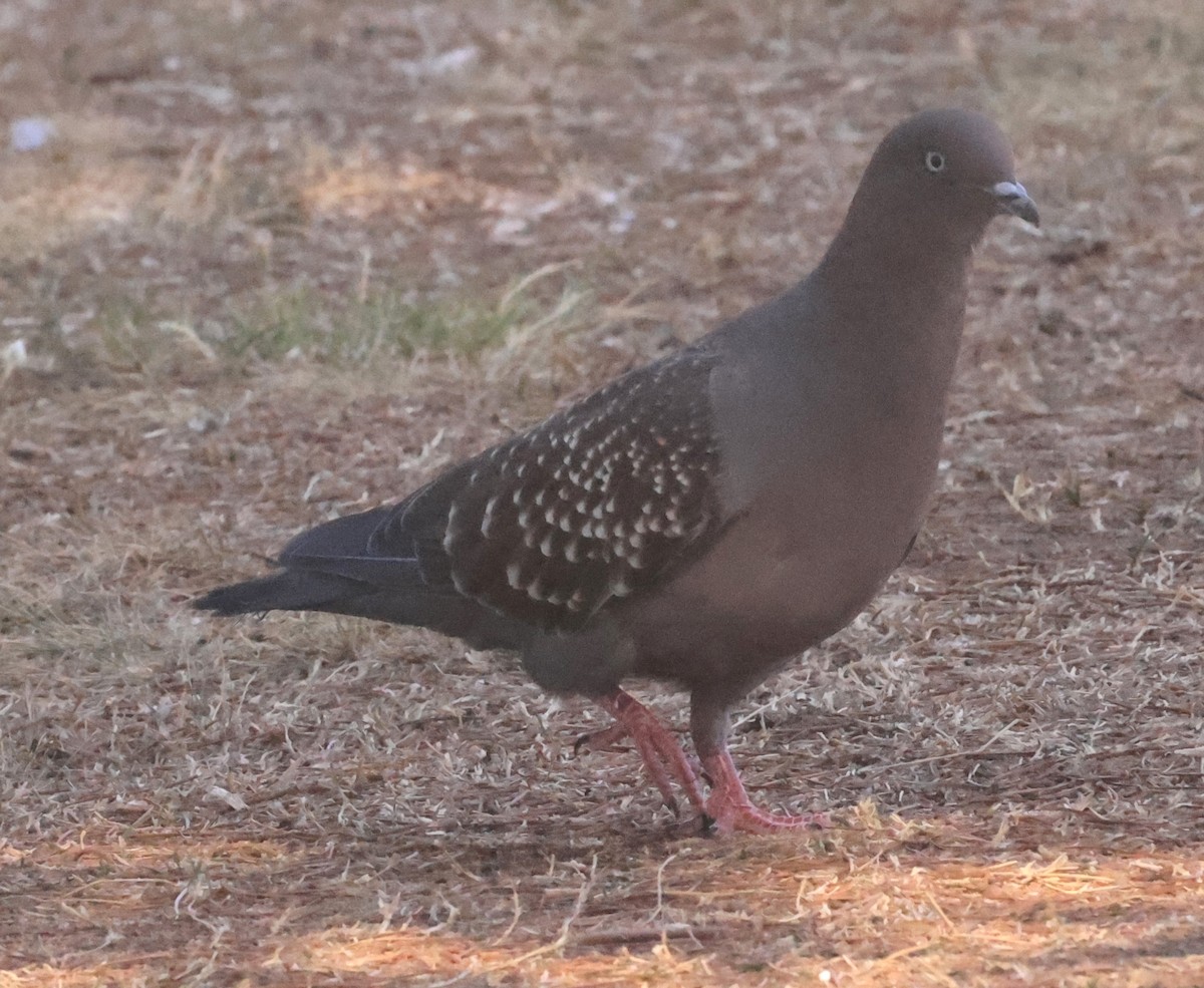 Spot-winged Pigeon - ML508241261