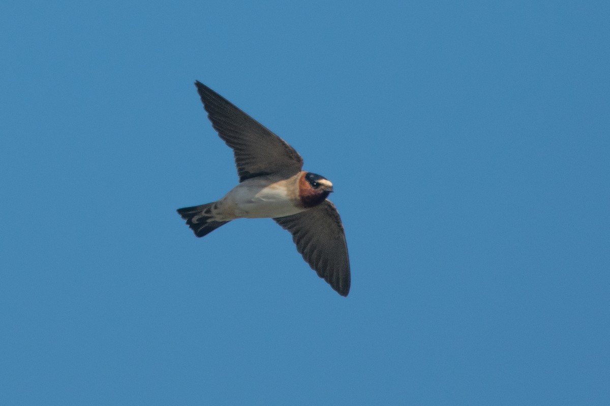 Hirondelle à front blanc - ML50824271