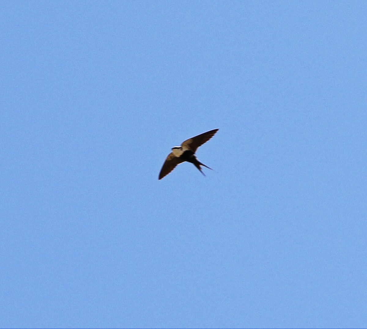 White-backed Swallow - ML508242911