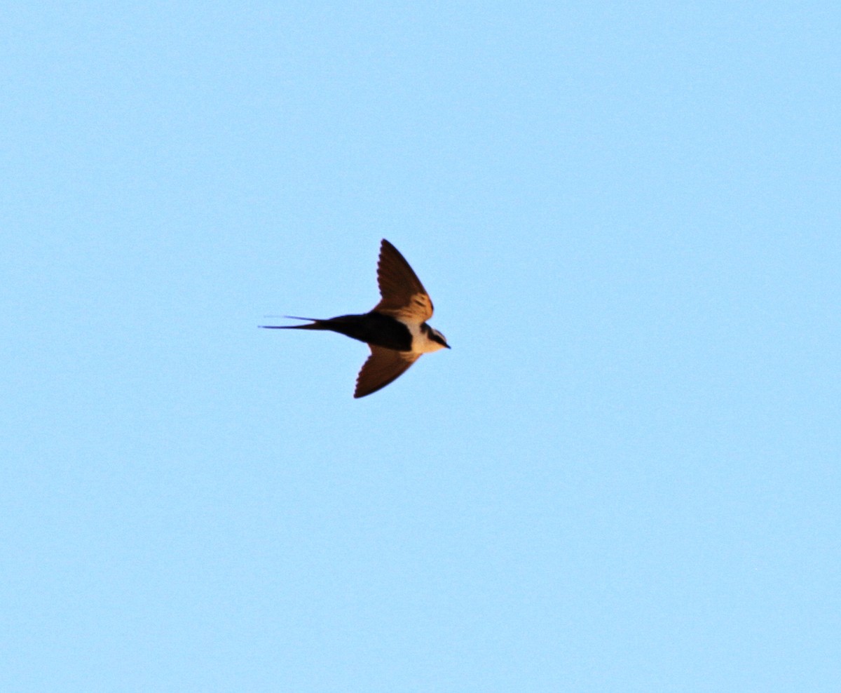 White-backed Swallow - ML508242921