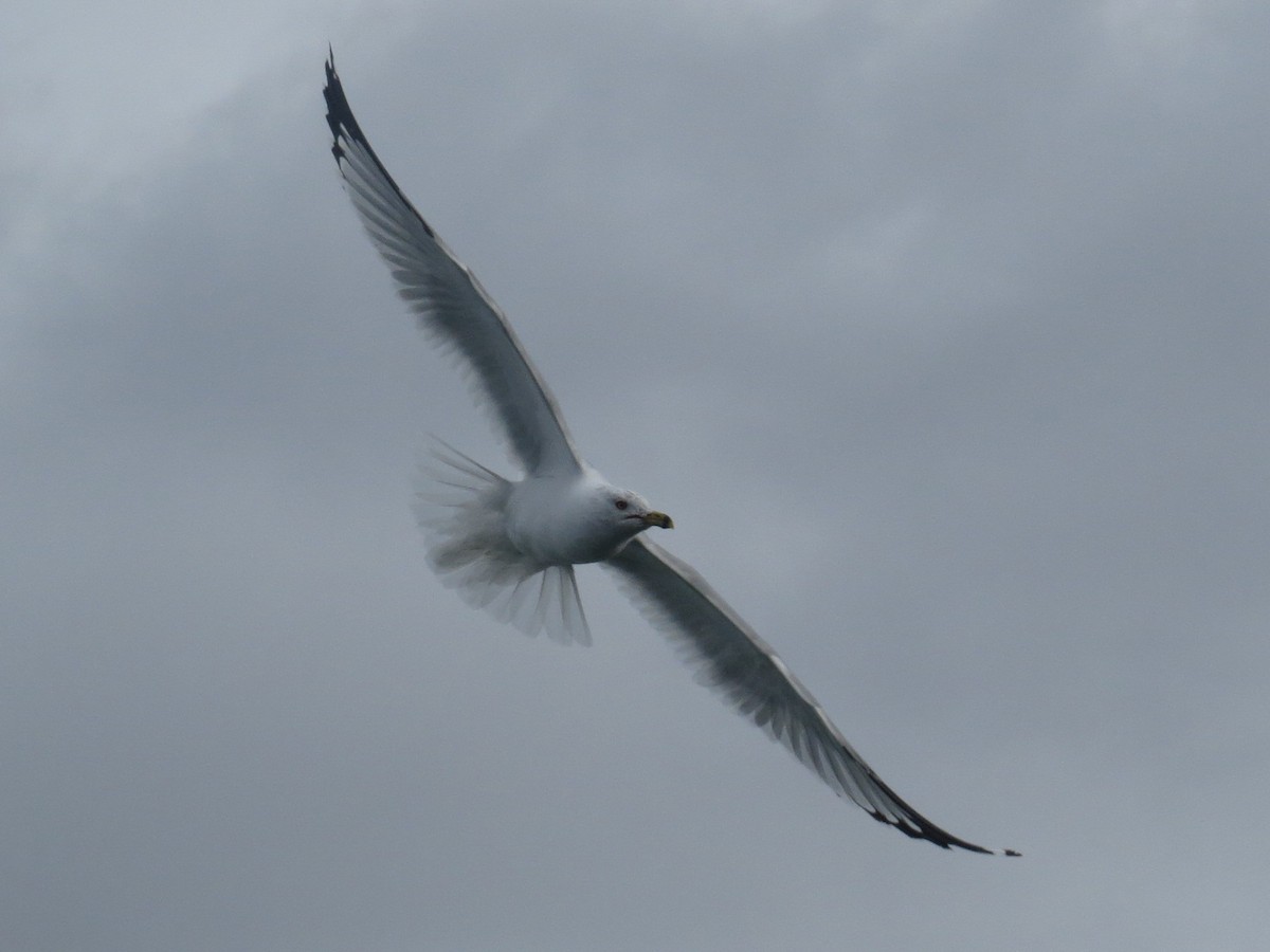 Ring-billed Gull - ML50824341