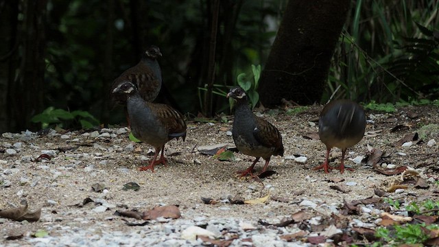 Malayan Partridge - ML508244051