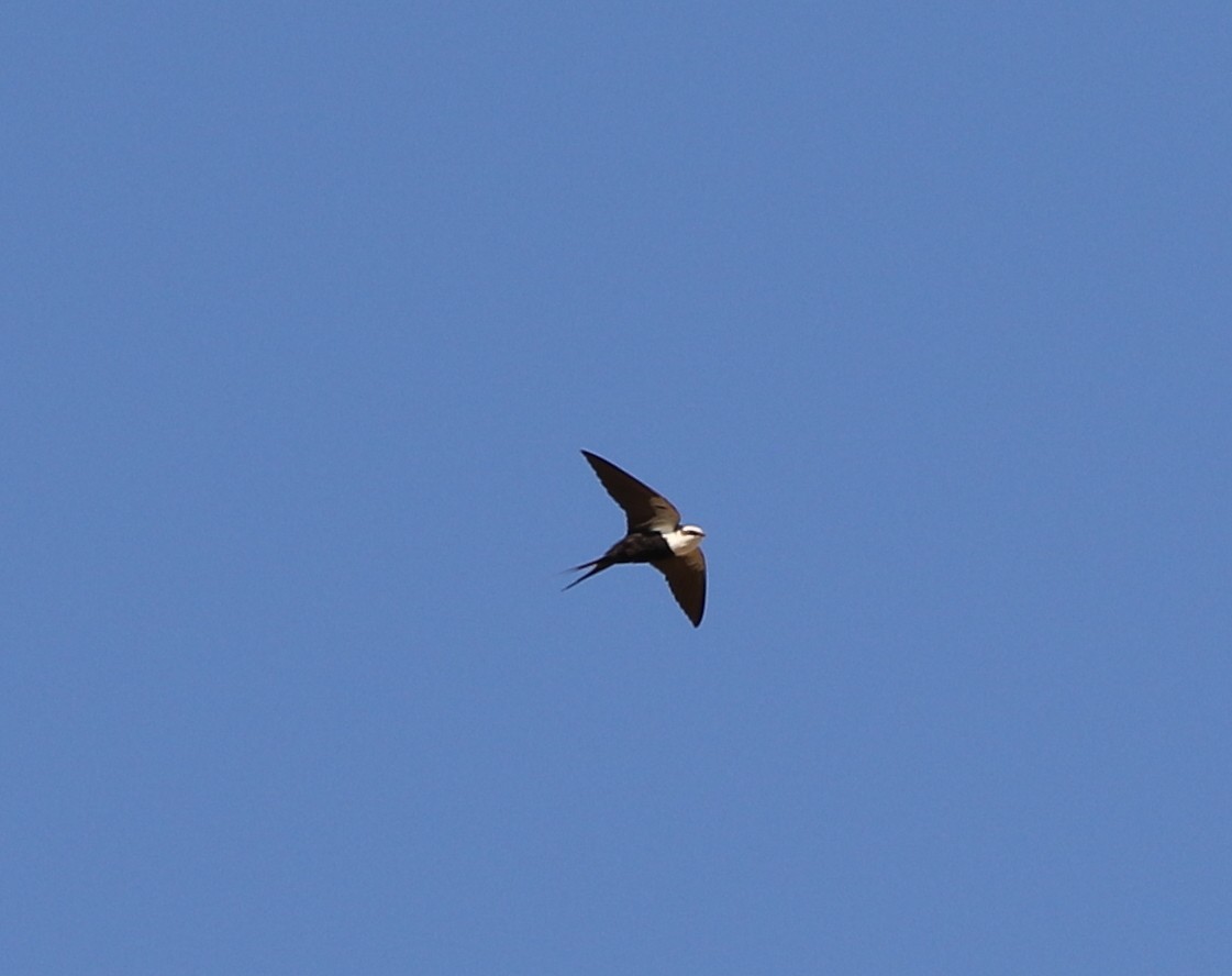 White-backed Swallow - ML508244731