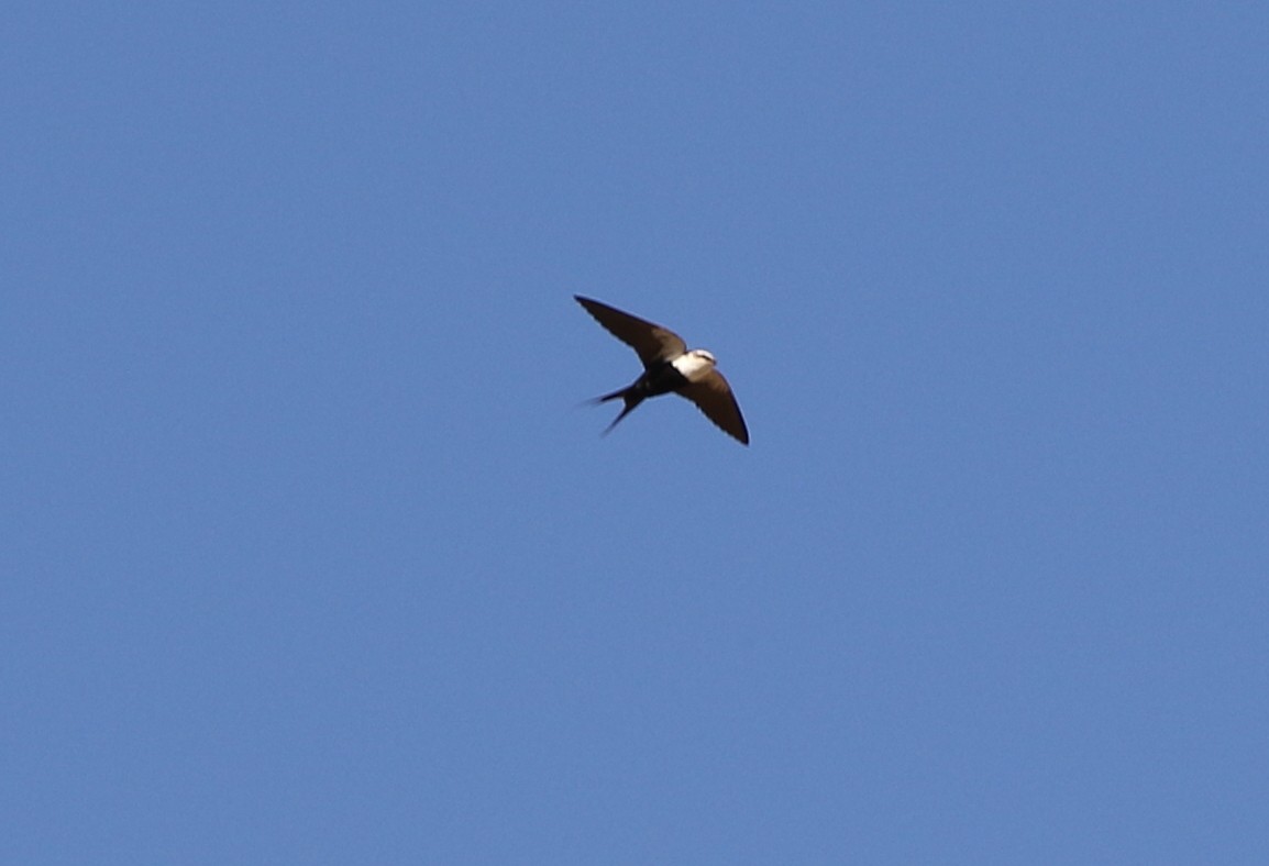 White-backed Swallow - ML508244741