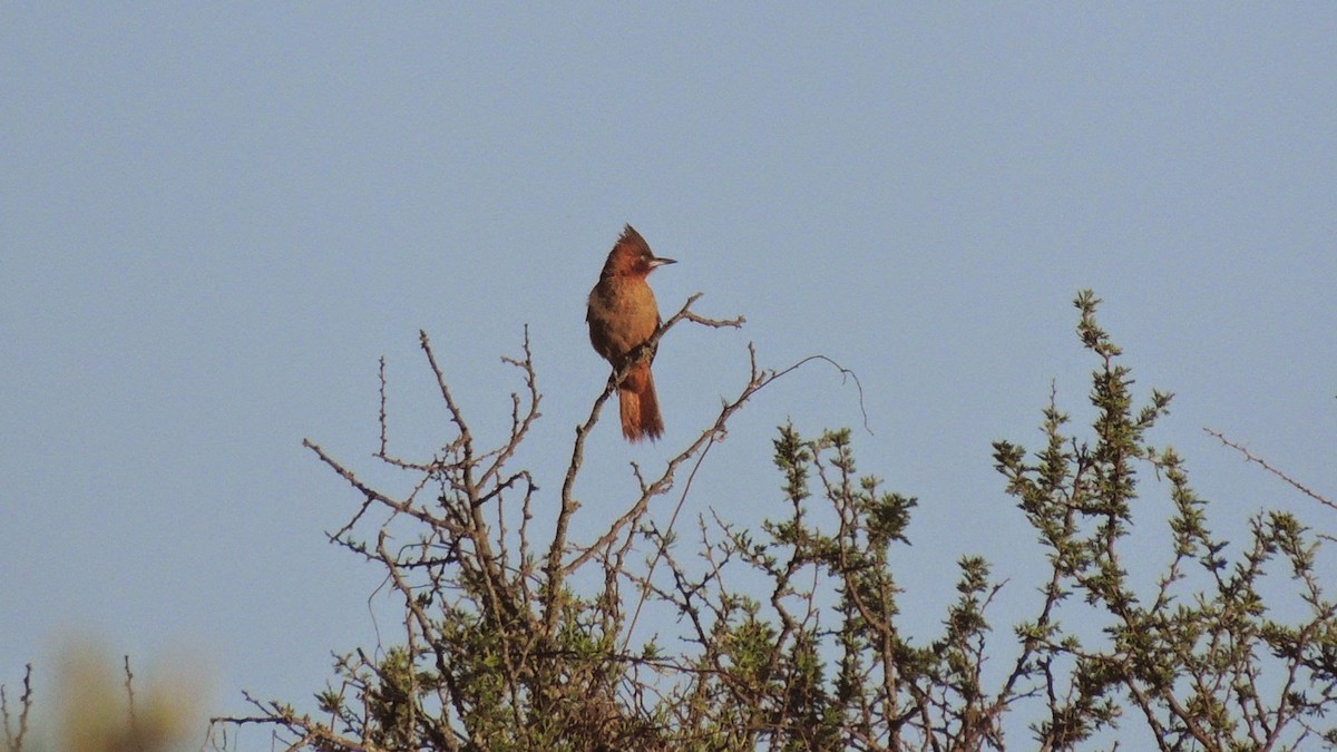 Brown Cacholote - ML508246591