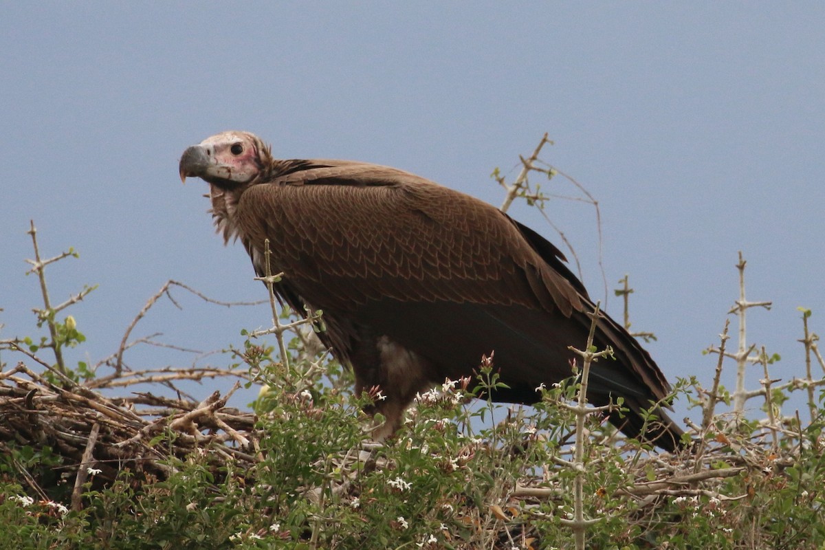 Hooded Vulture - John Sevenair