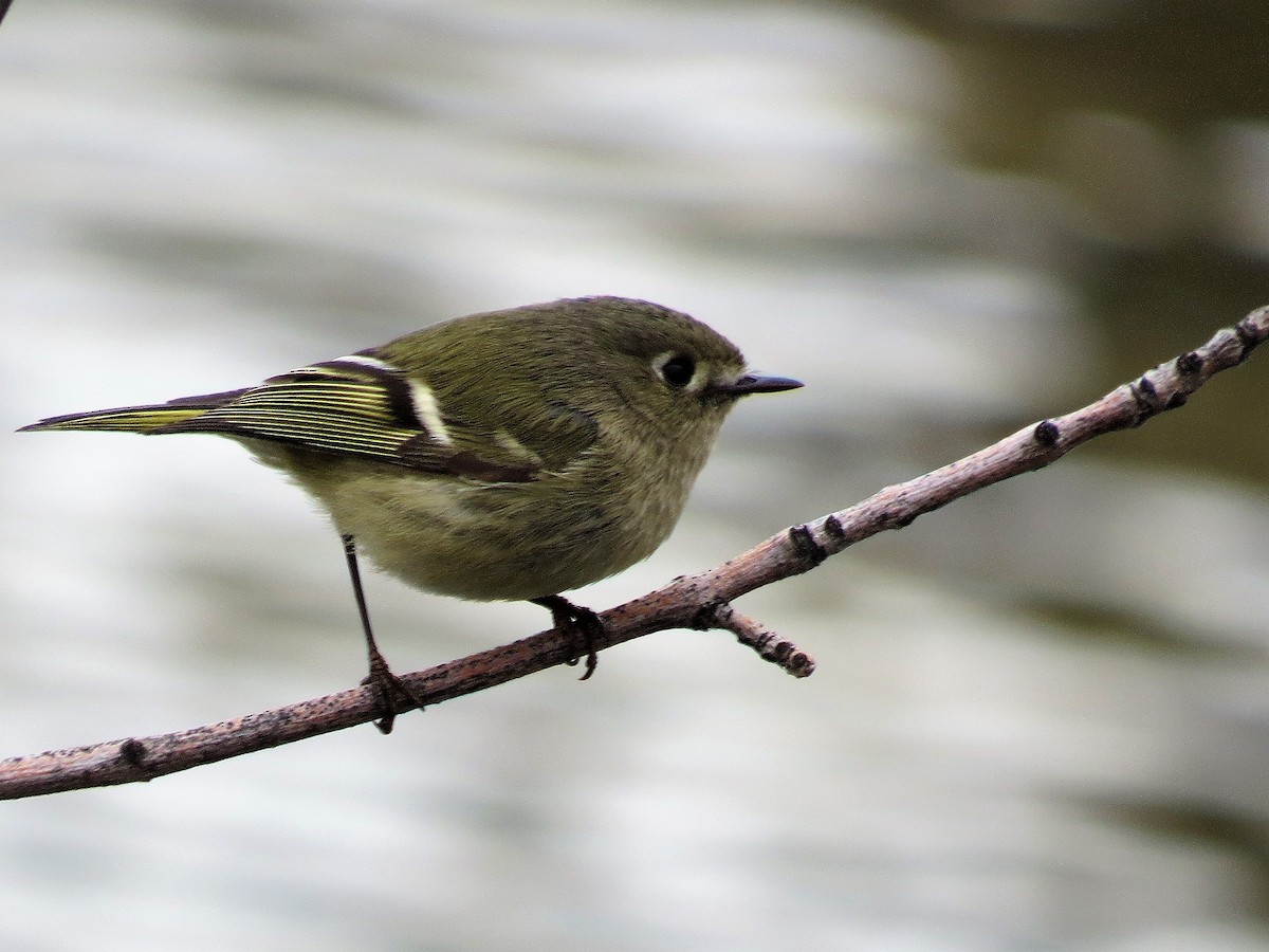 Ruby-crowned Kinglet - ML50824851