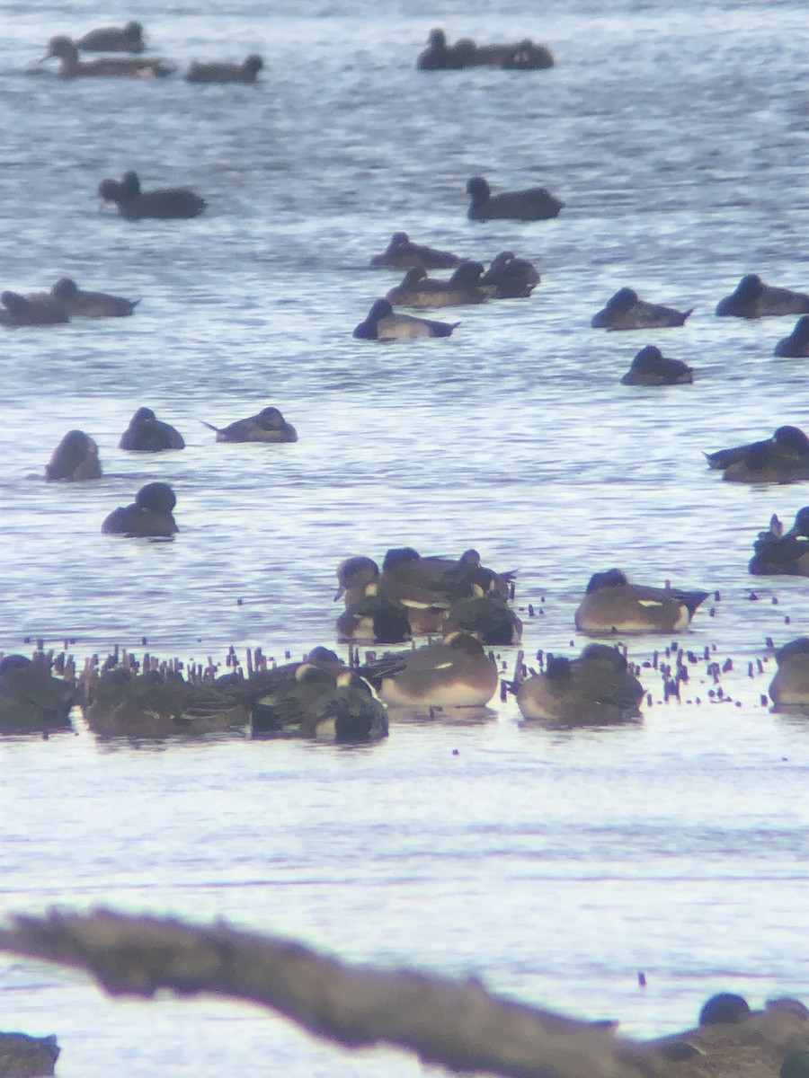 Eurasian Wigeon - ML508248751