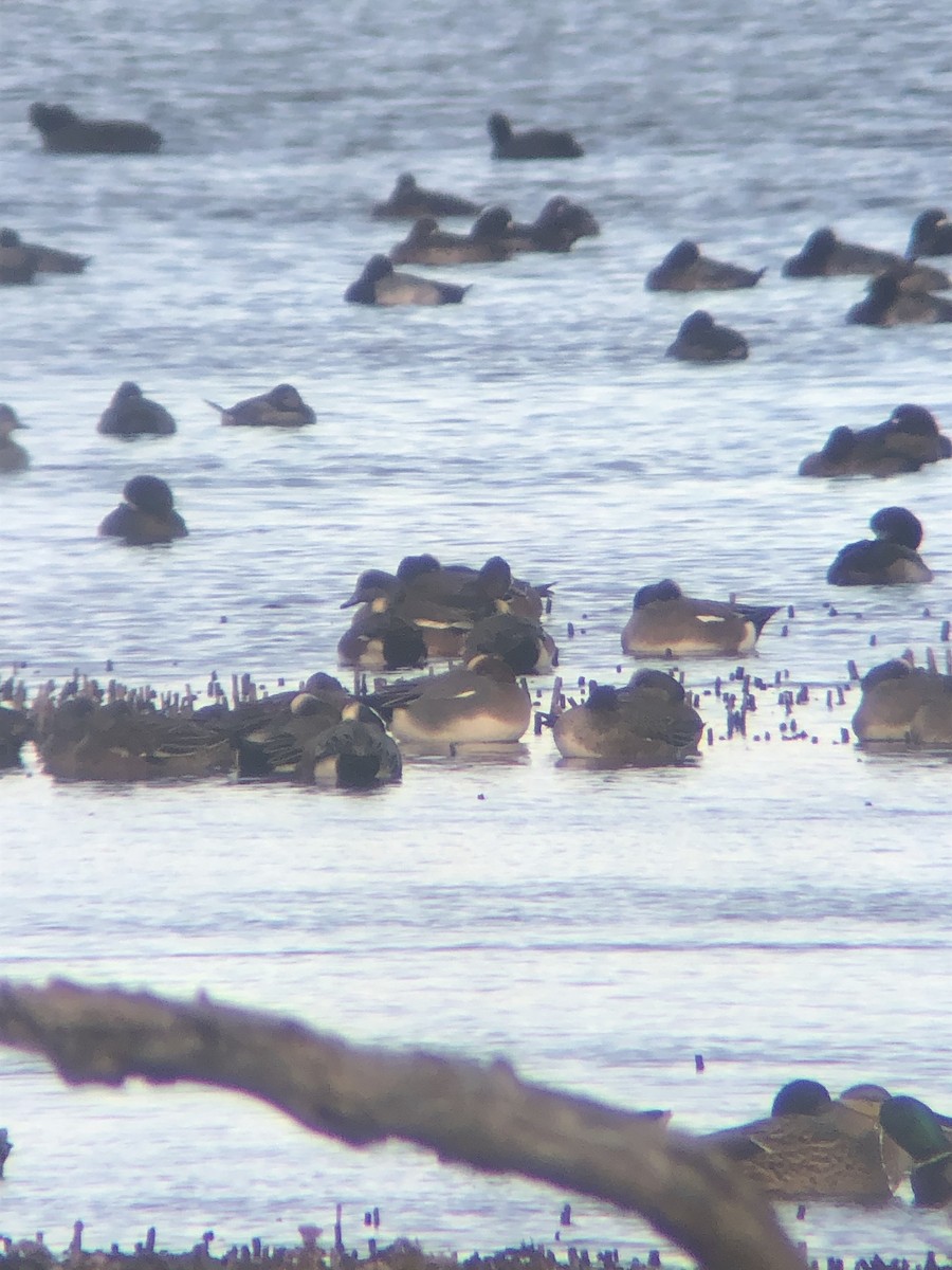 Eurasian Wigeon - ML508248761