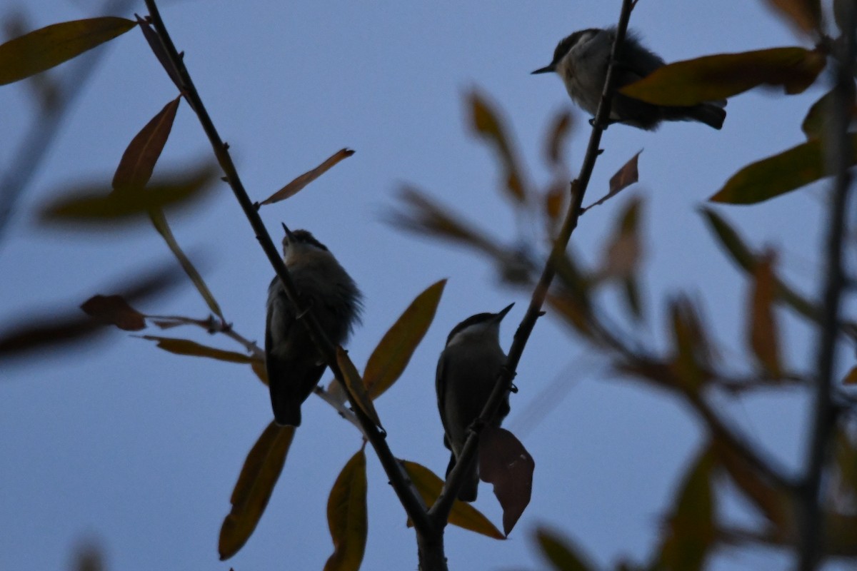 Brown-headed Nuthatch - Larkin Sisson