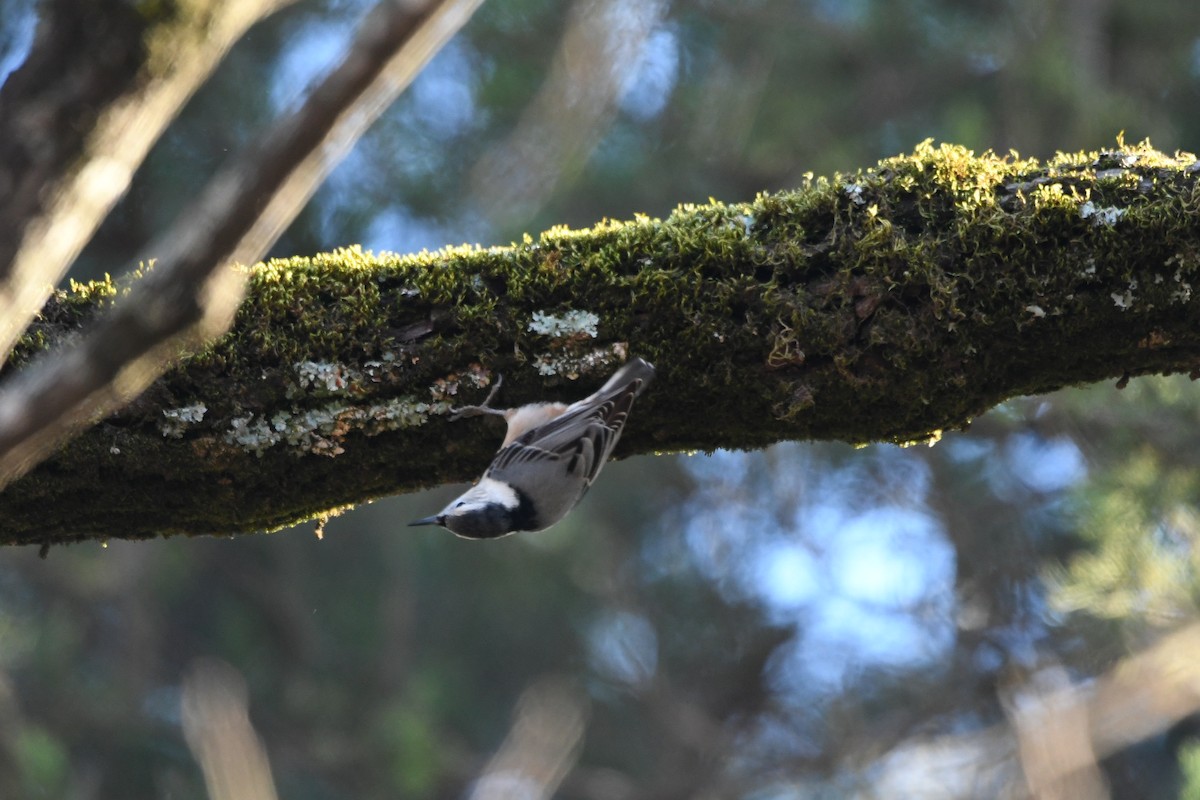 White-breasted Nuthatch - Larkin Sisson