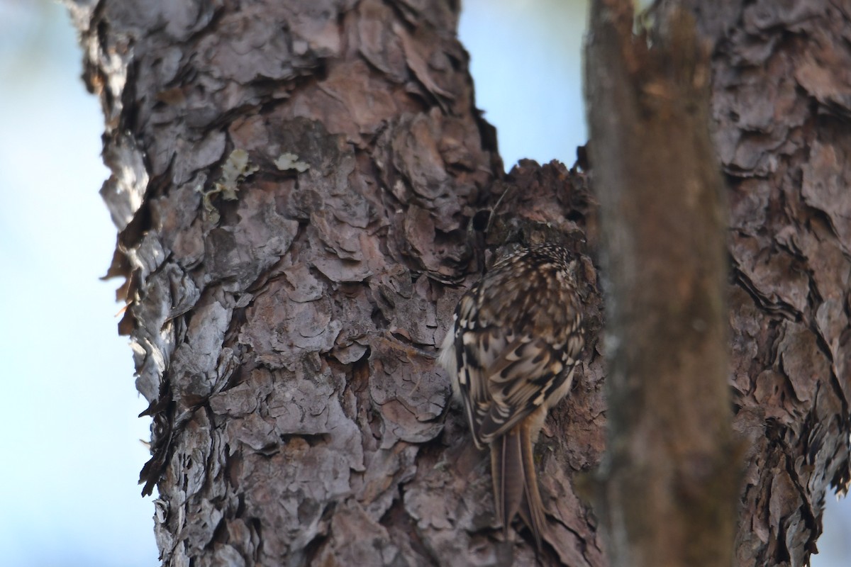 Brown Creeper - Larkin Sisson