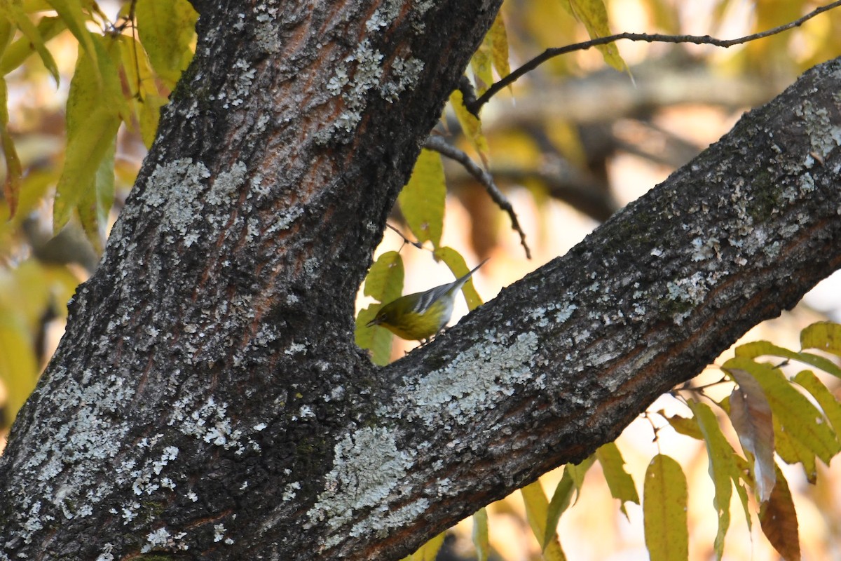 Pine Warbler - Larkin Sisson