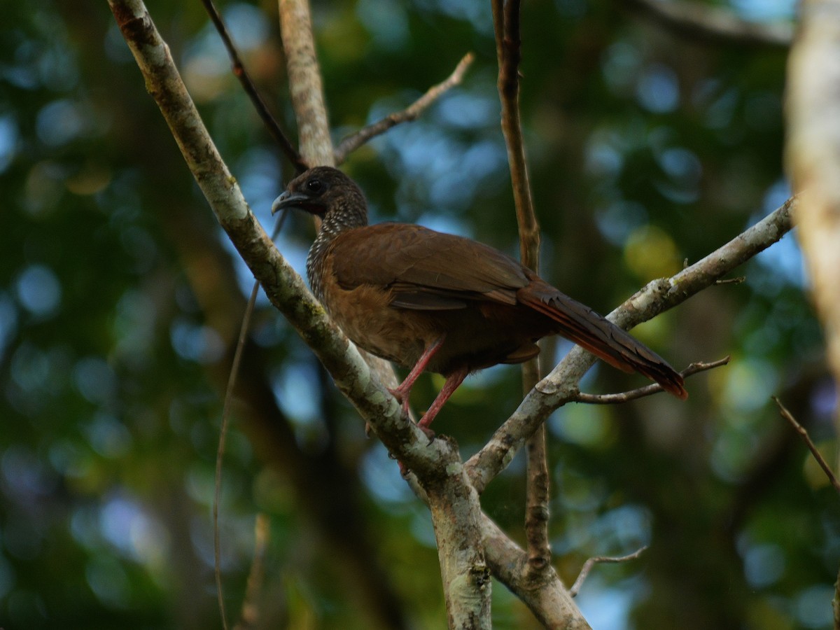 Speckled Chachalaca - Tobias Rautenberg