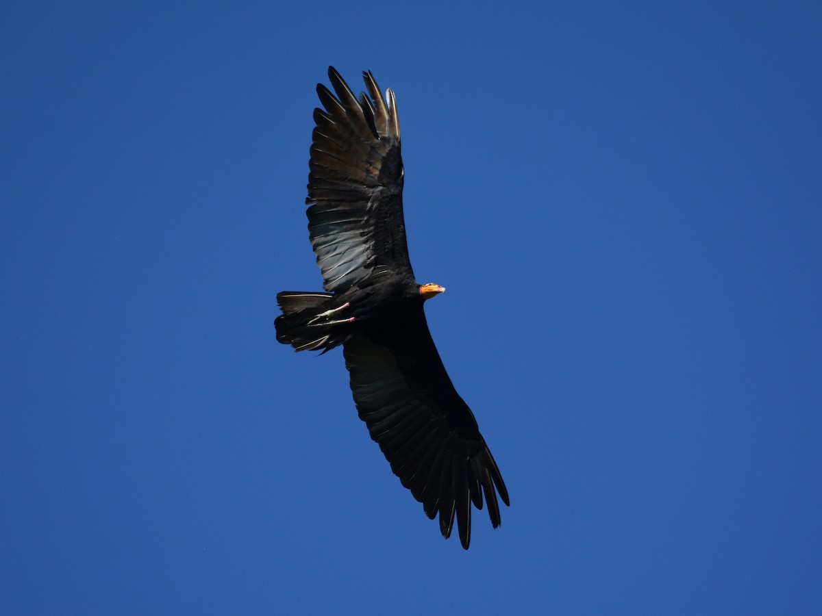 Greater Yellow-headed Vulture - Tobias Rautenberg