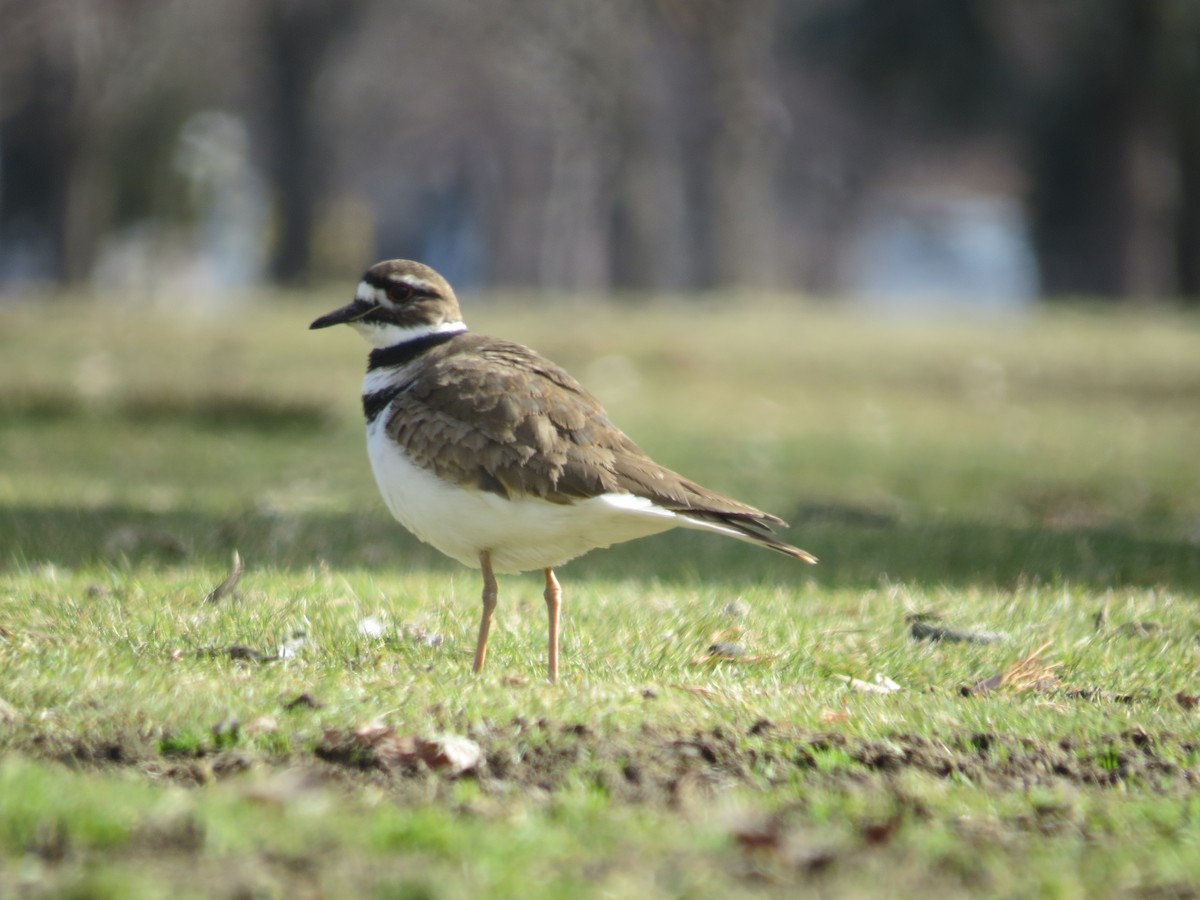 Killdeer - ML50825111