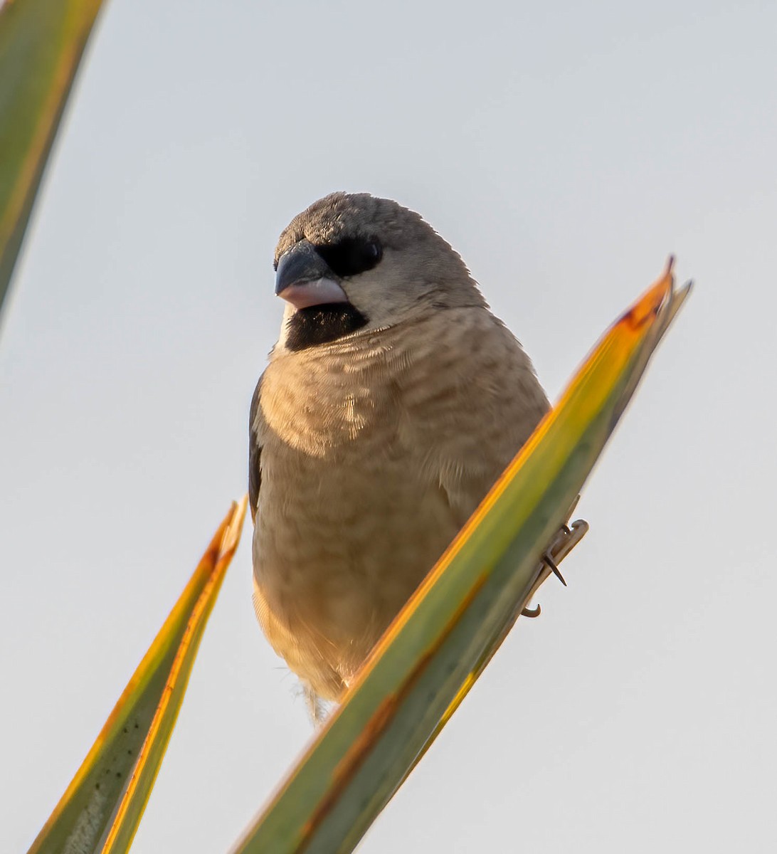 Madagascar Munia - ML508251201