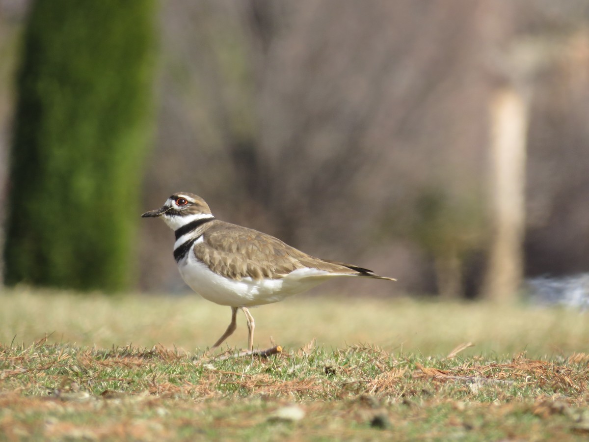 Killdeer - ML50825121