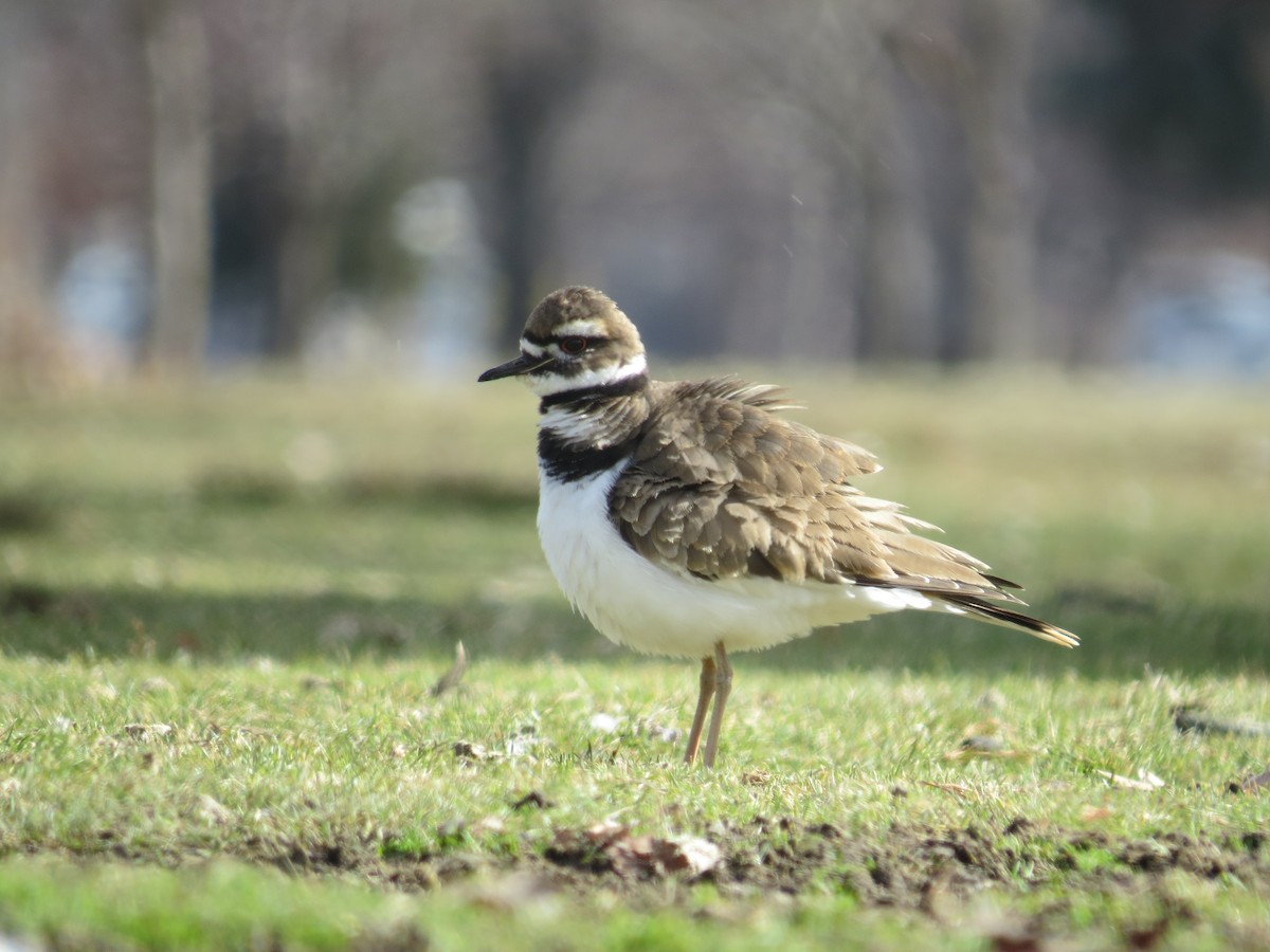 Killdeer - ML50825131