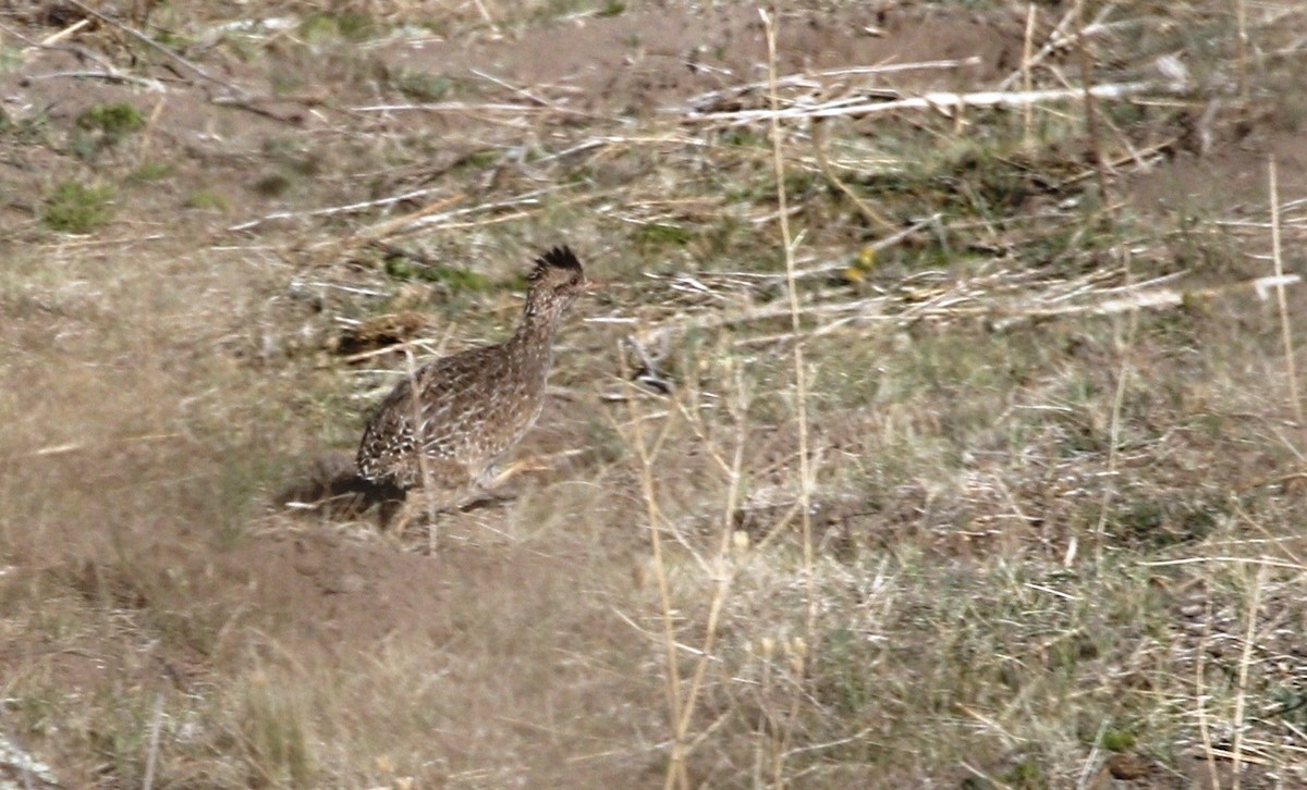 Andean Tinamou - Richard Greenhalgh