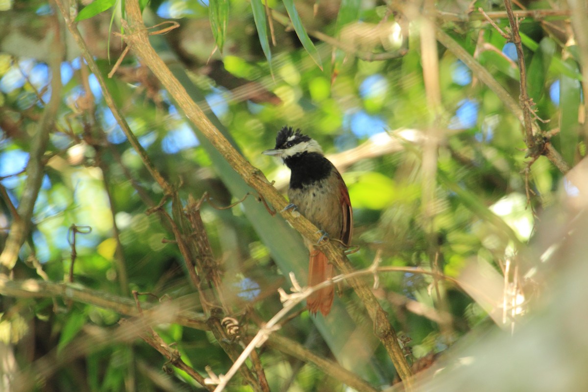 White-bearded Antshrike - ML508252361