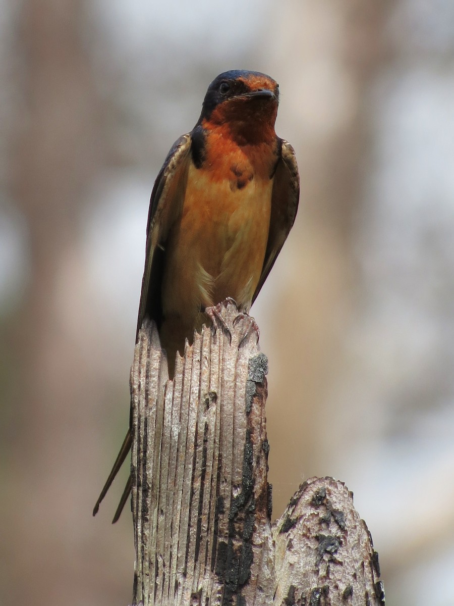 Barn Swallow - ML508252521