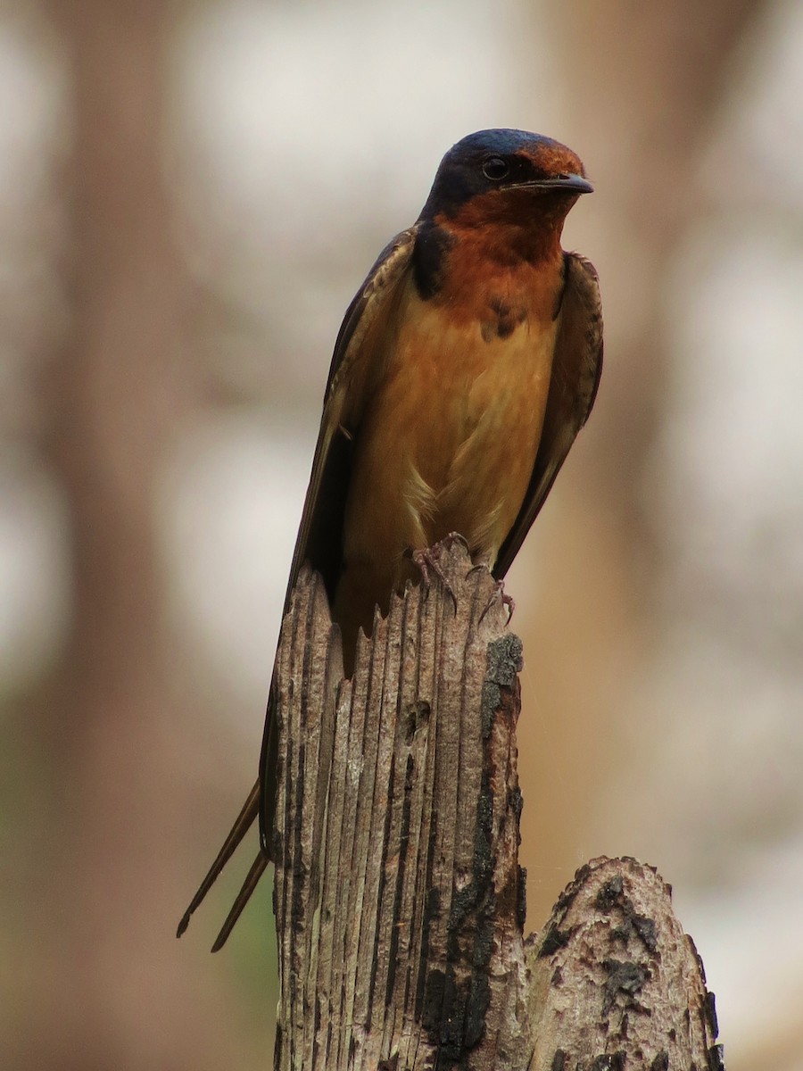 Barn Swallow - ML508252551