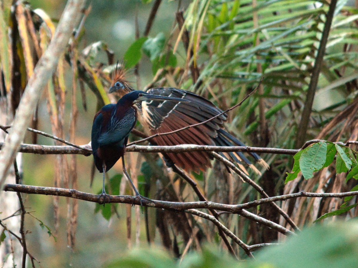 Agami Heron - ML508253271