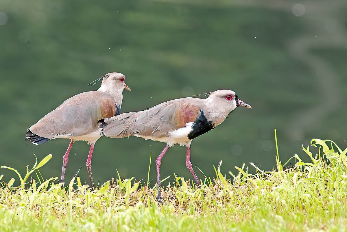 Southern Lapwing - Fábio Giordano