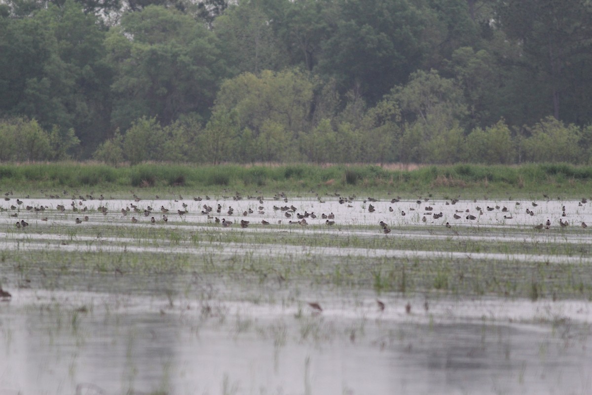 Green-winged Teal - Paul Micallef