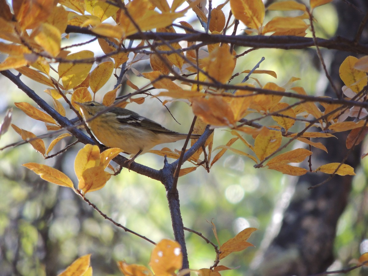 Blackpoll Warbler - ML508254451