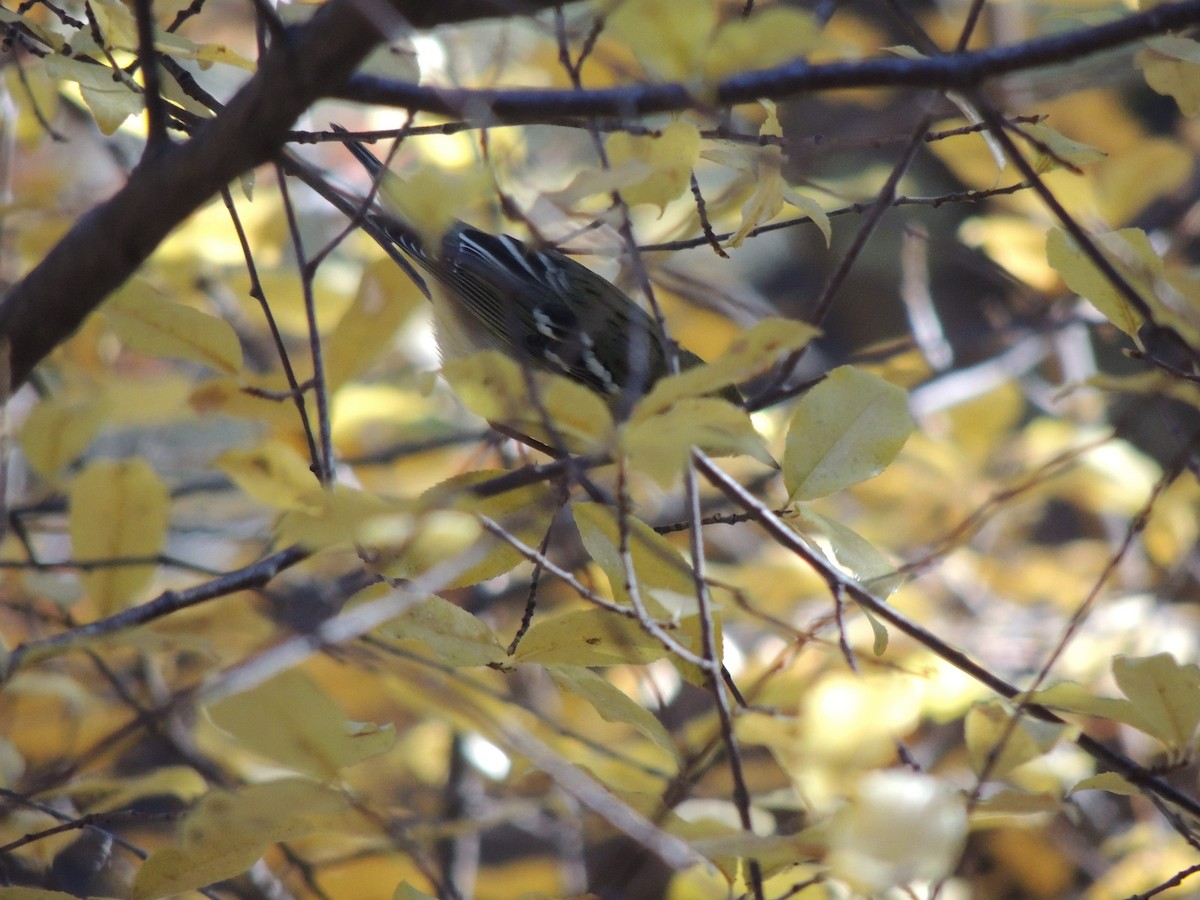 Blackpoll Warbler - ML508254581