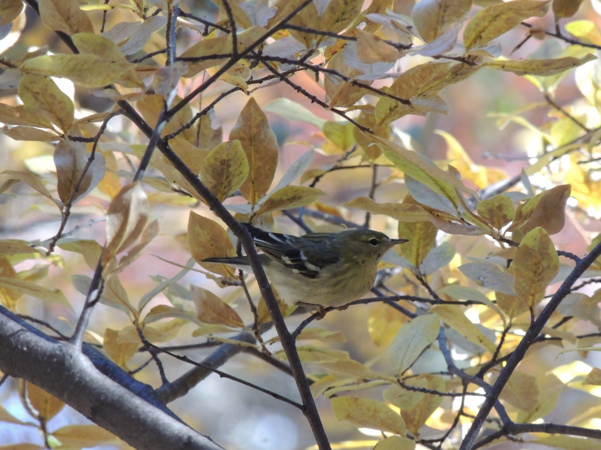 Blackpoll Warbler - ML508255061