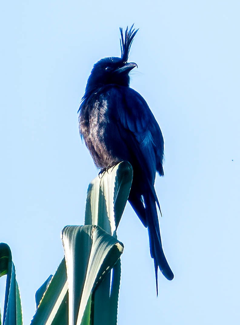 Crested Drongo (Madagascar) - ML508256361