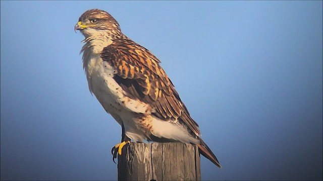 Ferruginous Hawk - ML508256391