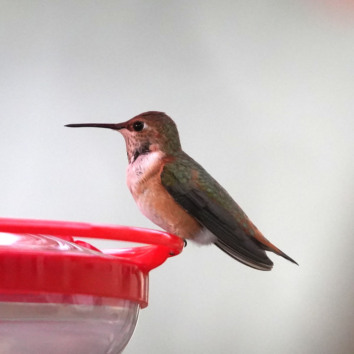 Rufous Hummingbird - Joe F