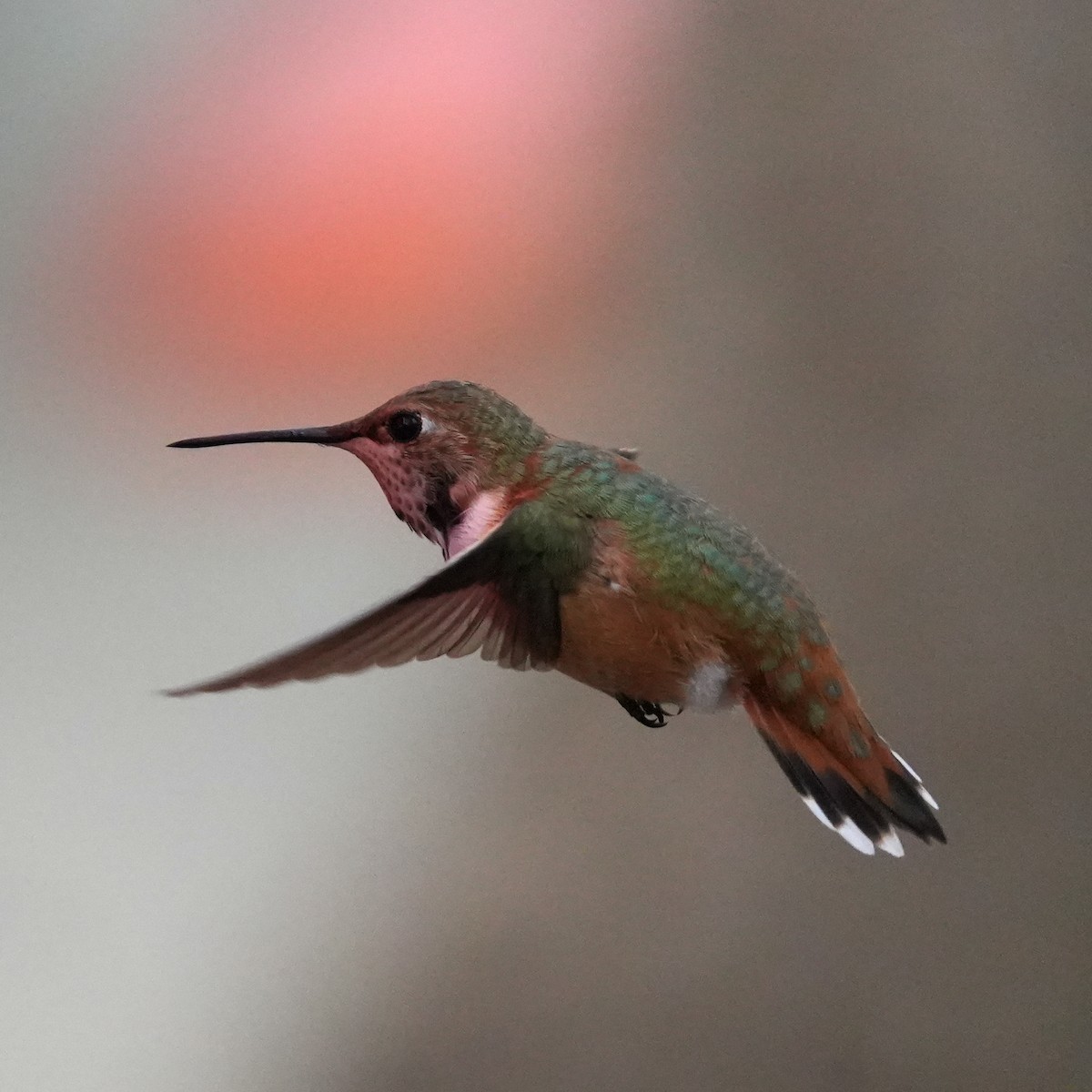 Rufous Hummingbird - ML508256551
