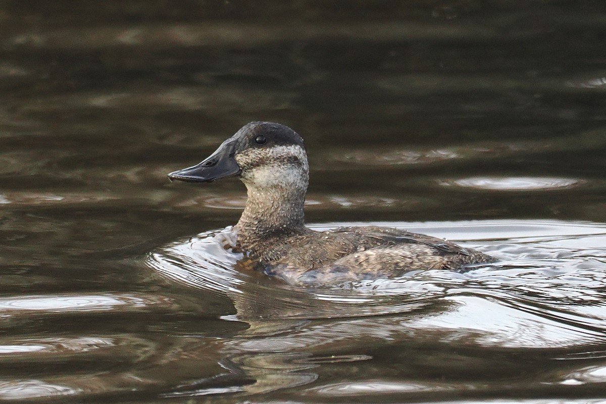 Ruddy Duck - ML508257701