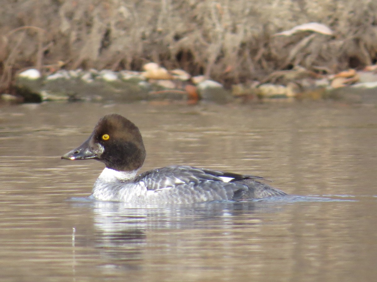 Common Goldeneye - ML50825801