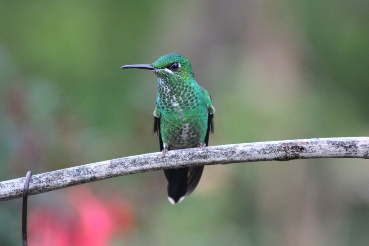 Green-crowned Brilliant - Matthew Buell