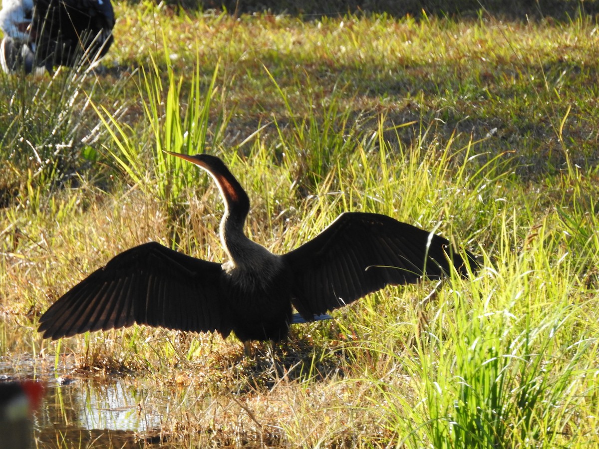 Anhinga - ML508259281
