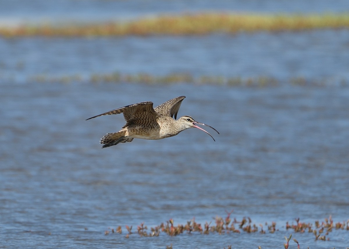 Whimbrel - Michiel Oversteegen