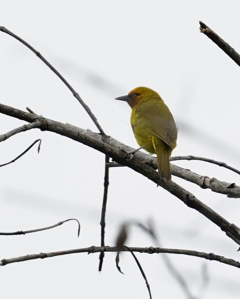 Spectacled Weaver - ML508259481